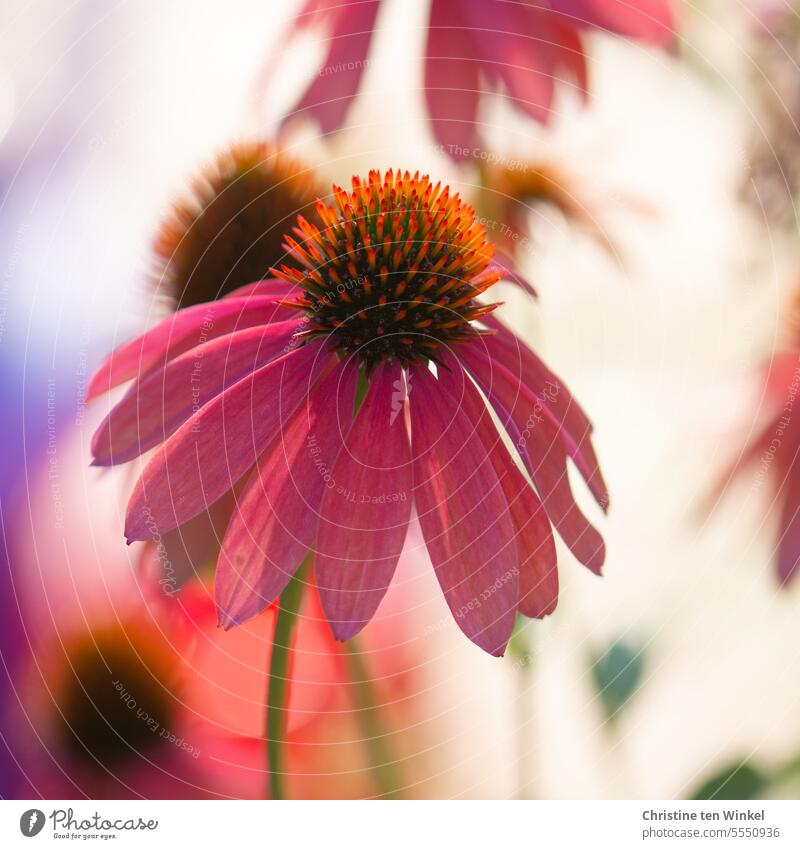 Roter Sonnenhut Blume Sommer Echinacea purpurea Purpur-Sonnenhut rot Heilpflanzen Garten Schwache Tiefenschärfe Blütenstauden Nahaufnahme Alternativmedizin
