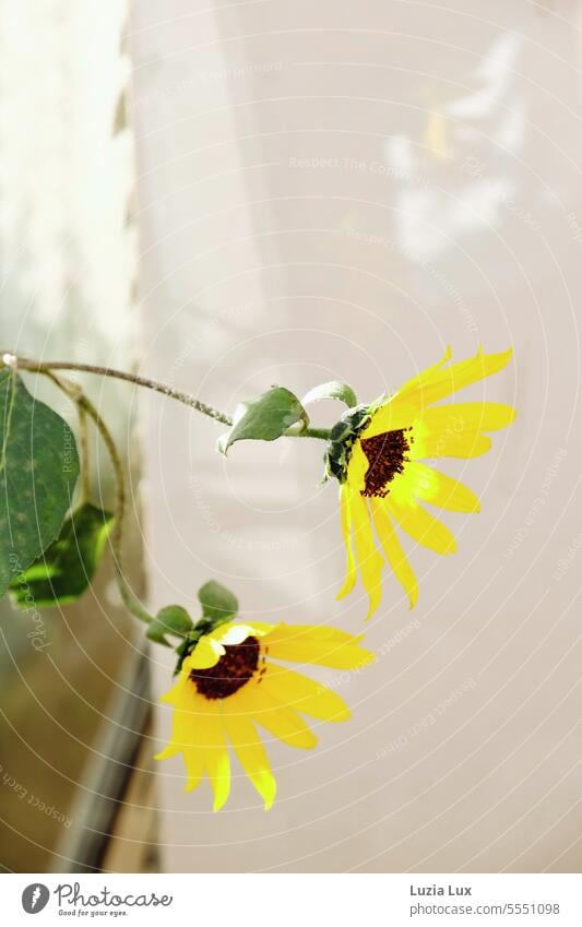 welkender Sonnenhut im ausgehenden Sommer Rudbeckia Blume Schatten abgerissen gelb Blüte Natur Pflanze Blumen natürlich schön Gartenpflanzen Ladengeschäft urban