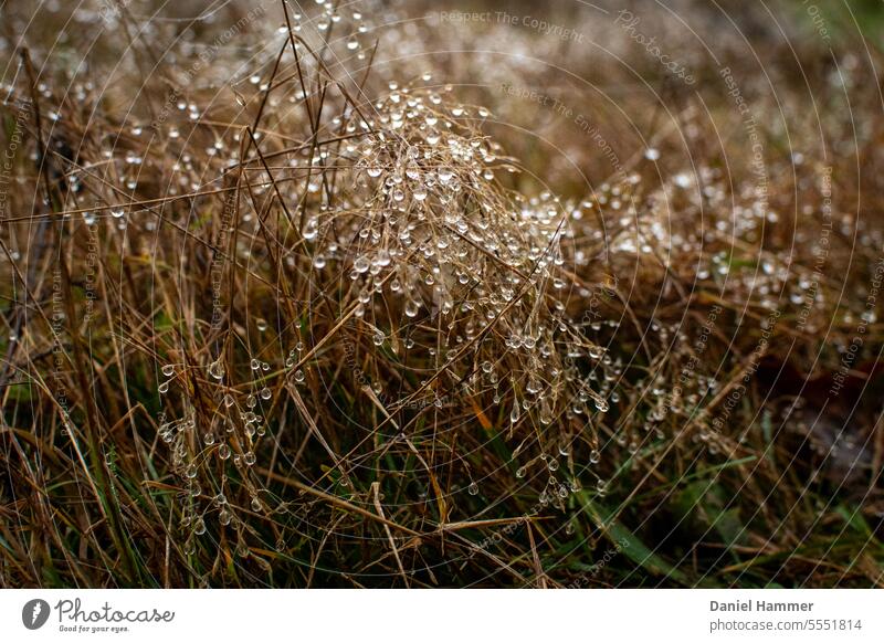 Vertrocknetes Weidegras mit Tautropfen im Winter. vertrocknetes Gras Natur Herbst Wandern Nebel Morgentau Wassertropfen glänzend natürlich Pflanze Nahaufnahme