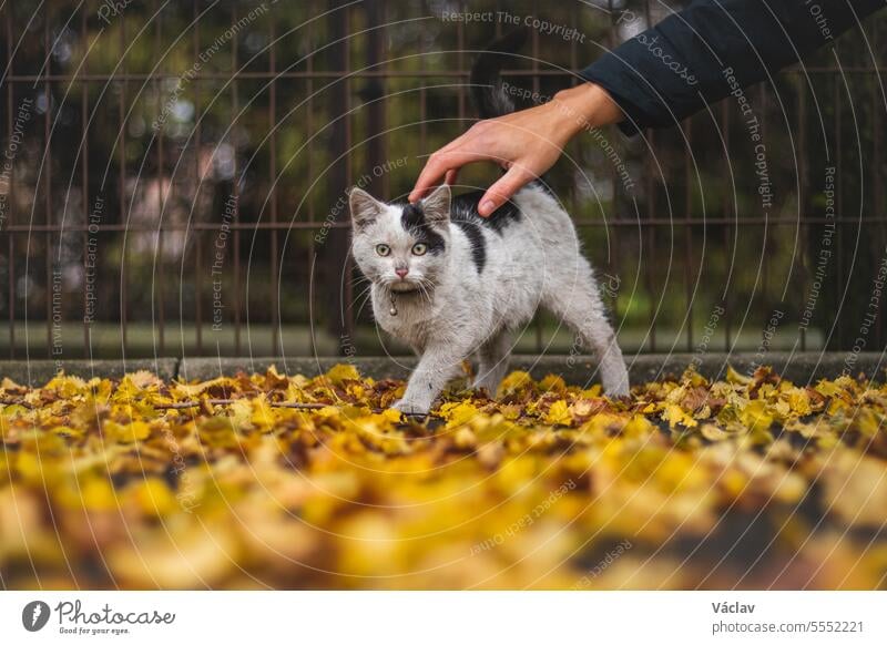 Portrait eines weiß-schwarzen Kätzchens mit Glöckchen und seiner ersten Bewegung in der Natur. Kitty geht durch das Herbstlaub und macht sich neugierig auf den Weg ins Abenteuer