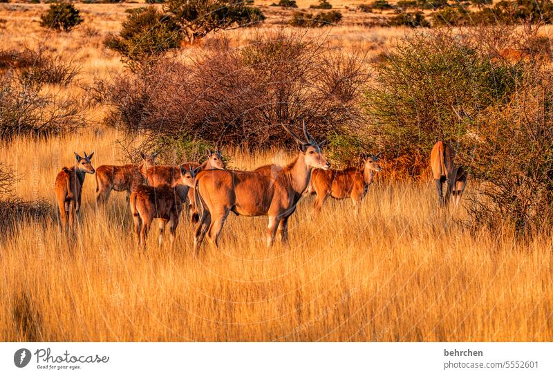 tierisch Fernweh Tierliebe Afrika Tierschutz Safari Namibia Savanne Gras Antilopen Elenantilope Tierfamilie Kalahari Wildnis Wildtier frei wild außergewöhnlich