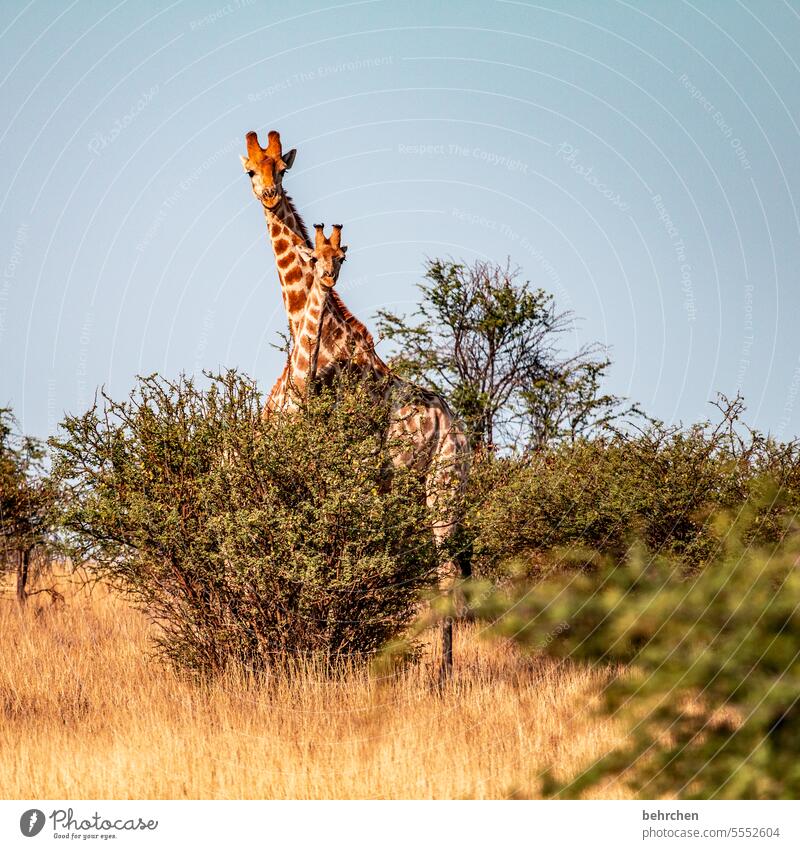 hä? warum hatten die nur son kurzen hals?! wild Afrika Namibia Außenaufnahme Ferne Fernweh Farbfoto Freiheit Ferien & Urlaub & Reisen Landschaft Abenteuer Natur