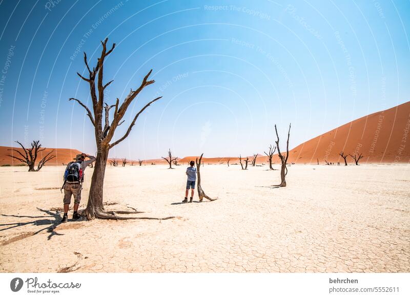 stammbaum Dead Vlei Fernweh Sehnsucht Namibia Ferne Wüste Afrika Sesriem Sand Außenaufnahme Sossusvlei Farbfoto Einsamkeit Freiheit Natur