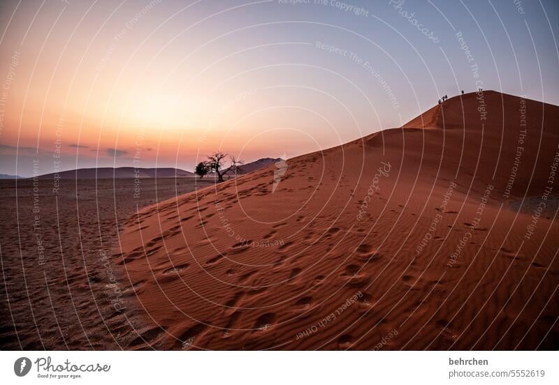 zwischen himmel und erde Sehnsucht dune 45 Schatten reisen Sand Wüste Licht Abenteuer Fernweh traumhaft Einsamkeit Farbfoto Afrika Sossusvlei Landschaft