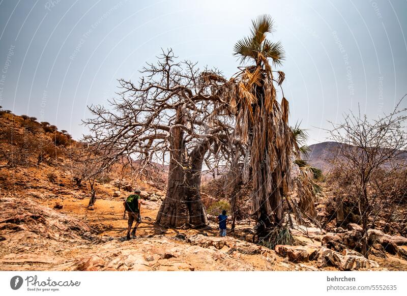 baobab groß kräftig stark imposant beeindruckend Wärme Himmel besonders Abenteuer Ferien & Urlaub & Reisen Landschaft Natur Fernweh Namibia Farbfoto Afrika