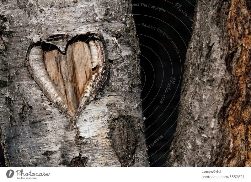 In eine Birke geschnitzte Herzform Rinde behauen Emotion Umwelt Liebe Liebesherz geformt Baumstamm Kofferraum herzförmig Baumrinde Symbole & Metaphern Romantik