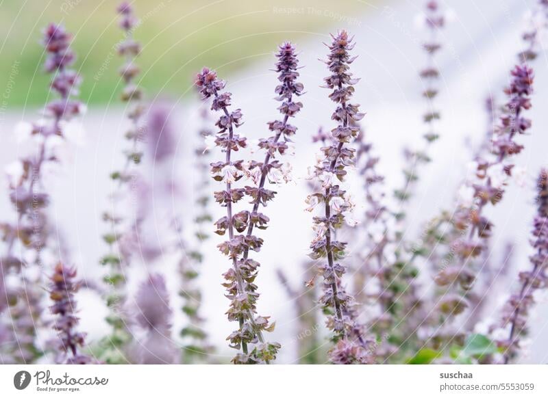 lila blümchen .. vielleicht lavendel Blume Kraut Lavendel Duft Gewächs Vorgarten Gewächshaus blumig duftig Pflanze Blüte Natur Sommer violett natürlich Garten