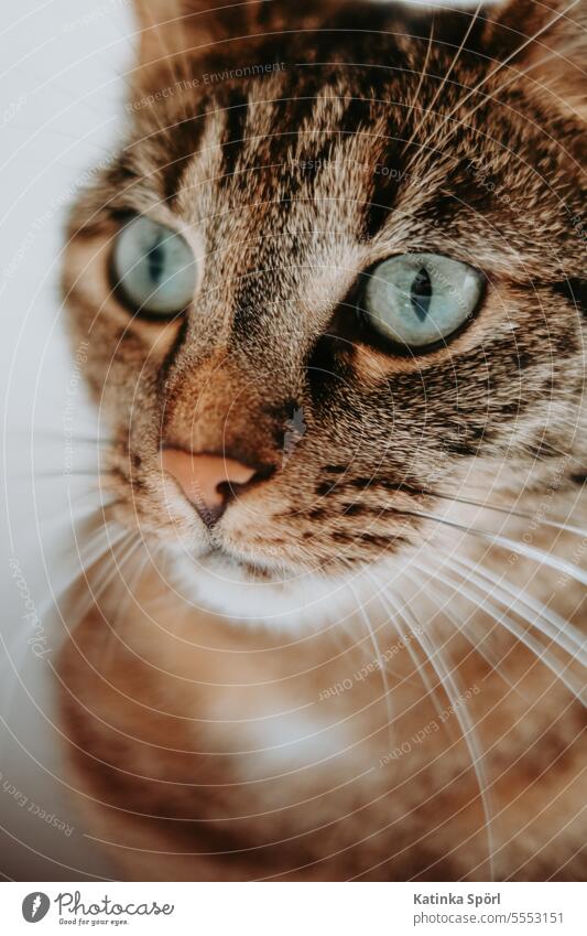 Portrait einer Katze Tierporträt Hauskatze Haustier Blick Tiergesicht Katzenauge Katzenkopf Schnurrhaar Neugier Wachsamkeit Tierliebe Kater Auge Farbfoto
