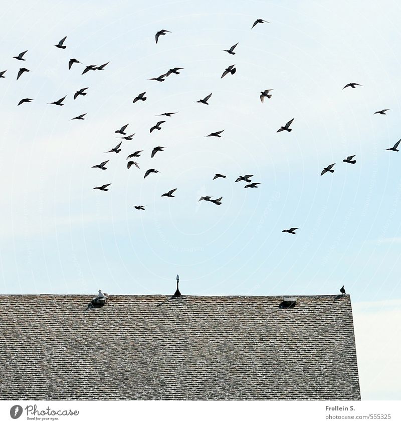Das große Flattern Himmel Wolken Dach Dachziegel Vogel Schwarm fliegen frei blau grau schwarz ästhetisch Freiheit Gesellschaft (Soziologie) Ferne Zusammenhalt