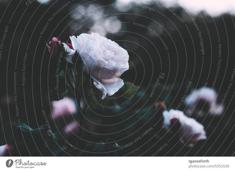 Rose Rosenblüte Romantik Duft Garten Nahaufnahme schön Schwache Tiefenschärfe Menschenleer Blühend Außenaufnahme Natur Blütenpflanze Blume Pflanze Farbfoto