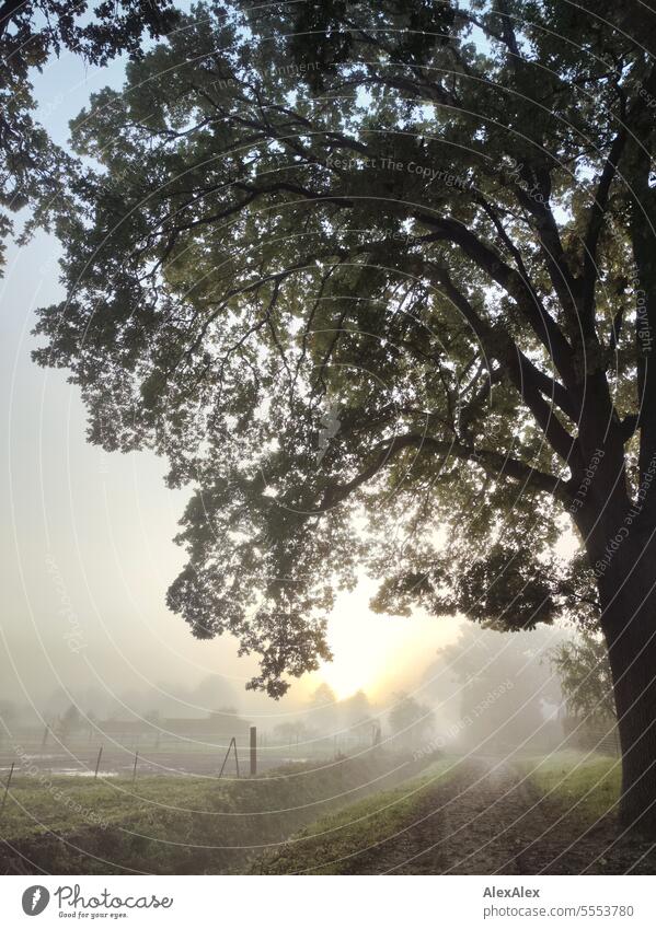 Sonnenaufgang/ Morgenstimmung im Frühherbst, ein nebeliger Feldweg zu eingezäunten Weiden mit Entwässerungsgraben Bäumen früh morgens Stimmung Zaunpfahl Draht