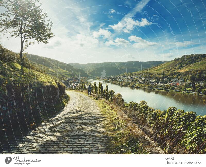 Durch die Gegend moseln Mosel (Weinbaugebiet) Panorama (Aussicht) Weitblick Mensch Frau Rückansicht beobachten stehen Wanderweg Kopfsteinpflaster Pflasterstraße