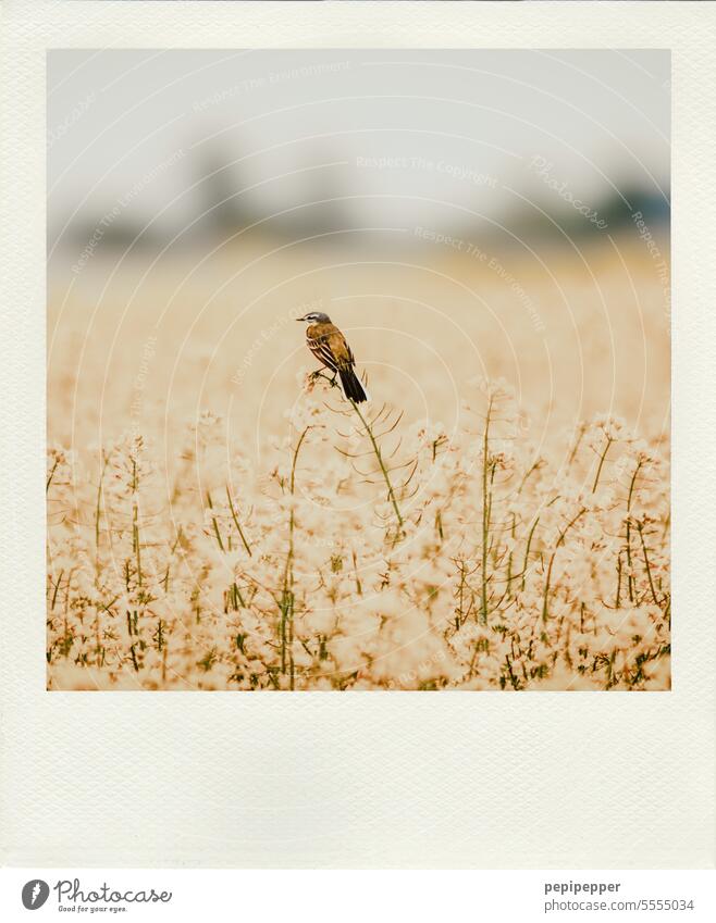 Vogel im Rapsfeld vogel Vögel Wildtier Freiheit Tier Rapsblüte Außenaufnahme gelb Vogelbeobachtung Natur Farbfoto Umwelt Tierporträt natürlich Tiergesicht Ferne