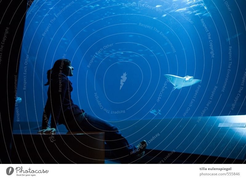 Geheimis des Meeres feminin Junge Frau Jugendliche Erwachsene 1 Mensch 30-45 Jahre Wasser Aquarium Rochen Tier beobachten Schwimmen & Baden blau ruhig Erholung
