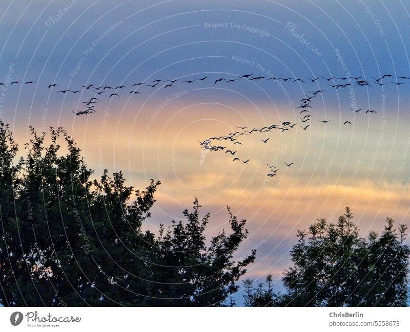 Kranichschwarm am Abendhimmel Kraniche Kranicheamhimmel Vogelzug Natur Zugvögel Zugvogel Himmel fliegen Vogelflug Vogelschwarm Vögel Freiheit Schwarm Wildtier