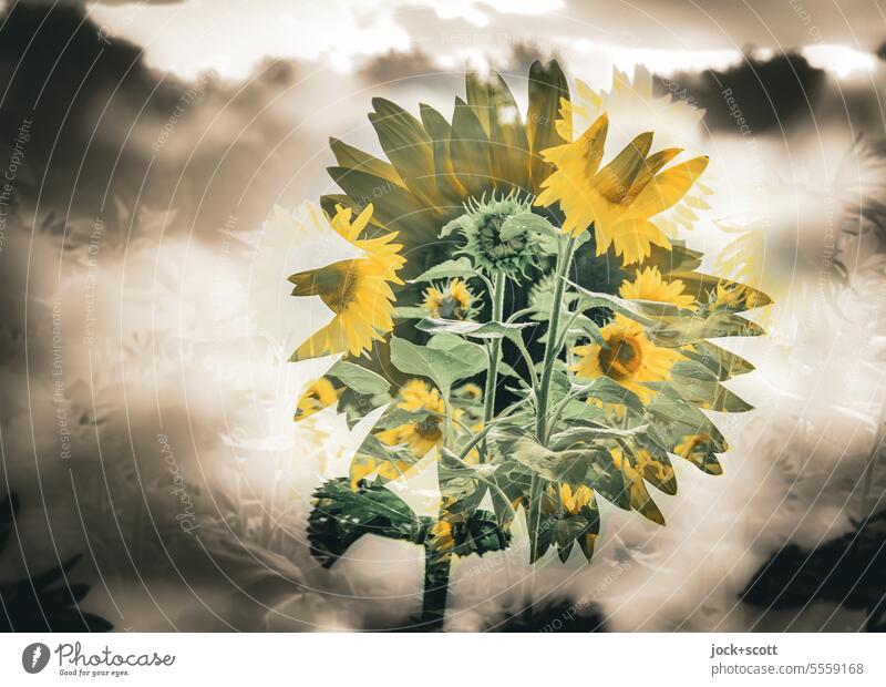 bewusstseinserheiternd | surreale Sonnenblume Sonnenblumenfeld Sommer Surrealismus Doppelbelichtung Illusion Reaktionen u. Effekte Experiment Silhouette