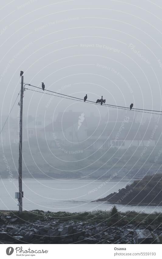 Nebelkrähen Vögel Meer Kabel Mast