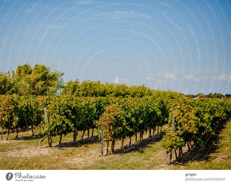 Weinanbau auf der Île de Ré, Frankreich Rebstöcke in Reihe Abstand Natur Weinbau Landschaft grün Pflanze Außenaufnahme Weingut Weinrebe ländlich Wachstum