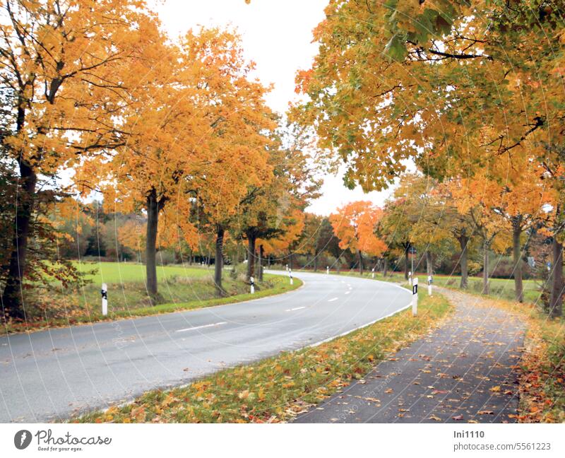 Herbstleuchten der Bäume an der Landstraße Landschaft Herbstfärbung Laubbäume Schönheit der Natur farbenprächtig Autofrei Asphaltstraße Radfahrweg Radweg