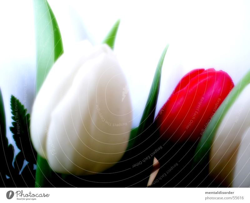 tulipa gesneriana Tulpe weiß grün Pflanze Blatt Blüte Nährstoffe Licht Photosynthese Wachstum Halm Hintergrundbild stehen Wasser Stengel Anschnitt