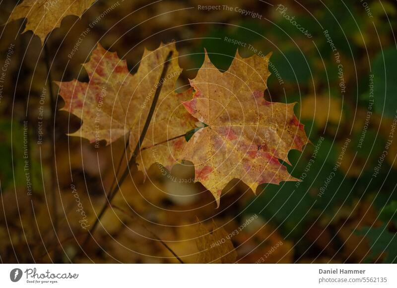 Eingefärbte Ahornblätter im Herbst. Ahornblatt Herbstwald Blatt Außenaufnahme herbstlich Tag Menschenleer Farbfoto Herbstlaub Farbe gelb Pflanze Jahreszeiten