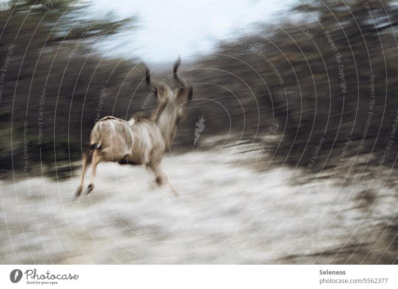 Ab ins Wochenende Safari Wild Antilope Kudu Südafrika Ferien & Urlaub & Reisen Natur Abenteuer Wildtier Tourismus Tierporträt Freiheit Außenaufnahme Farbfoto
