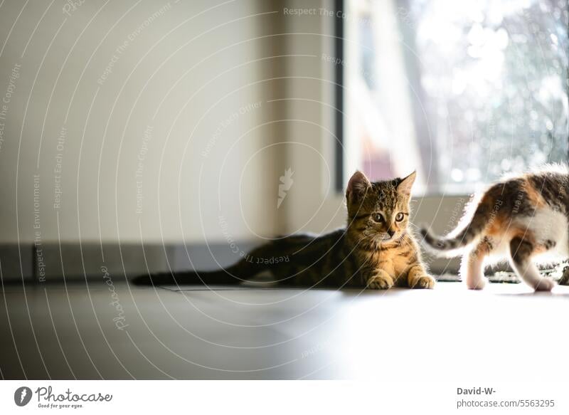 kleine süße Kätzchen Katzen niedlich Tierkinder hübsch verspielt erkunden neugierig haustiere sonnenlicht zu hause