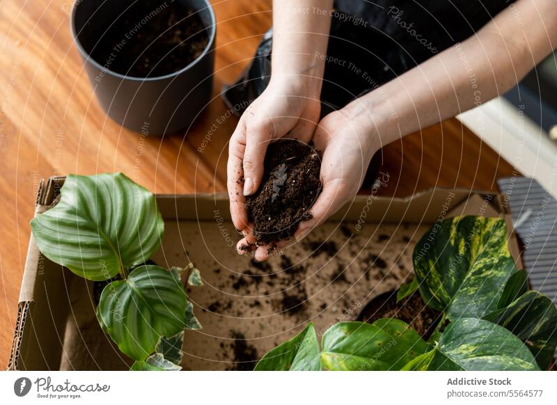 Unbekannte Person, die zu Hause mit Grünpflanzen sitzt und Erde in den Händen hält Gärtner Pflanze Kasten Garten Hobby Boden Topf fruchtbar heimwärts Hand