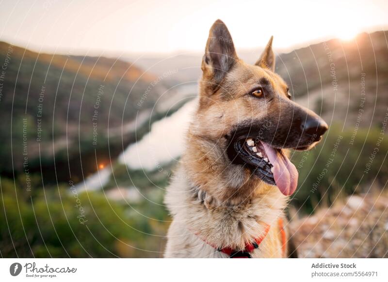 Niedlicher Hund mit Halsband auf einem Felsen in der Natur Haustier Wanderung reisen Bach Felsbrocken Tier erkunden loyal moneto Reinrassig Säugetier heimisch