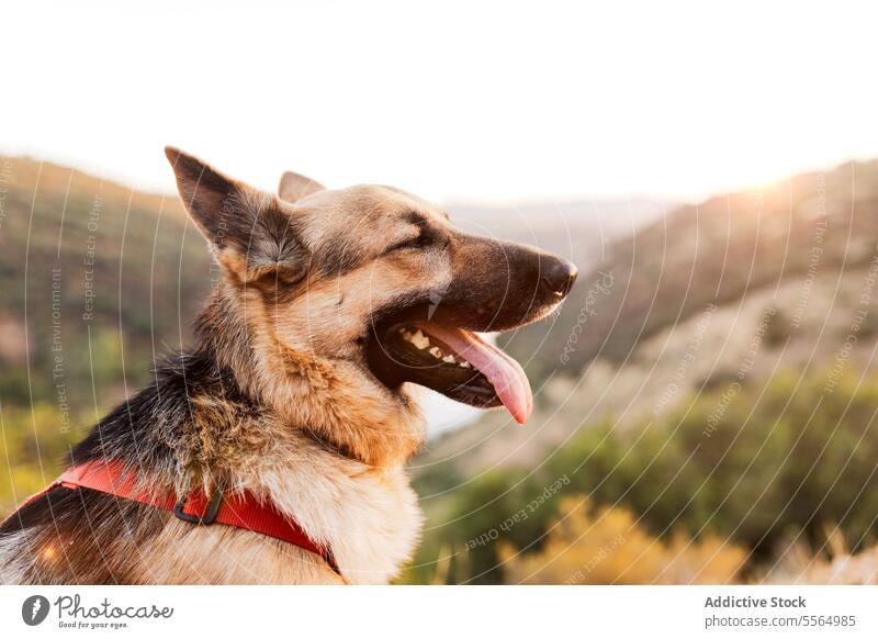 Niedlicher Hund mit Halsband auf einem Felsen in der Natur Haustier Wanderung reisen Bach Felsbrocken Tier erkunden loyal moneto Reinrassig Säugetier heimisch