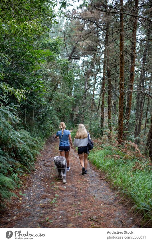 Unbekannte Freunde wandern im Wald mit Hund bei Tageslicht Frau Wanderung Aktivität reisen Trekking Weg jung Natur Abenteuer Route Energie Wanderer Urlaub