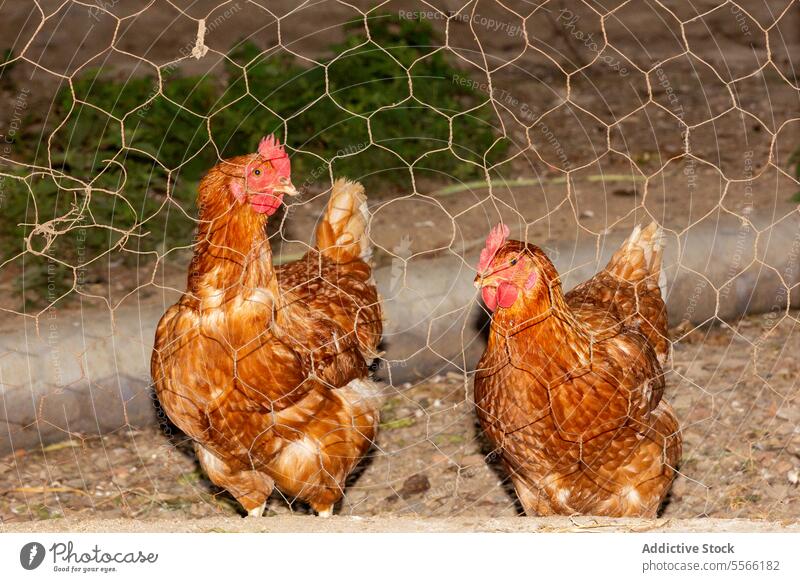 Braune Hühner in einem Gehege auf einem Bauernhof Hähnchen Federvieh Vogel Pute Zaun Gefieder Ranch Tier Ackerbau Fauna Landschaft ländlich heimisch Dorf