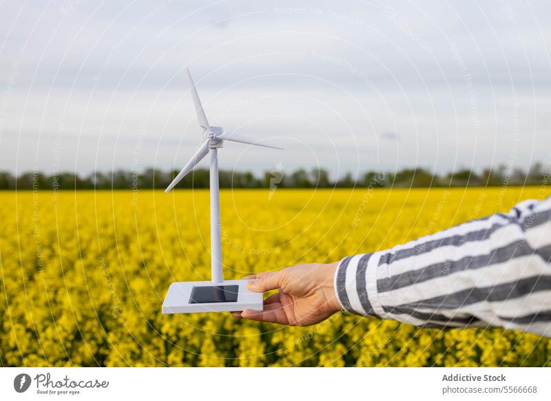 Unbekannte Männerhand präsentiert ein Windradmodell inmitten gelber Blüten. Hand Windkraftanlage Mann Model Feld Blume Nahaufnahme nachhaltig unkenntlich