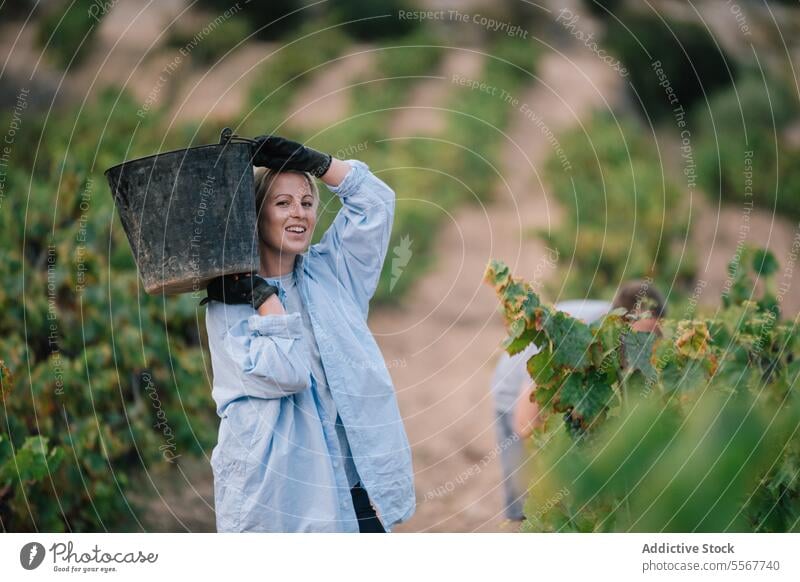 Frau trägt Eimer bei der Ernte von Bio-Trauben Landwirt Handschuh schwarz tragen Weinberg Frucht Schonung Freizeitkleidung Arbeit Pflanze Bauernhof stehen
