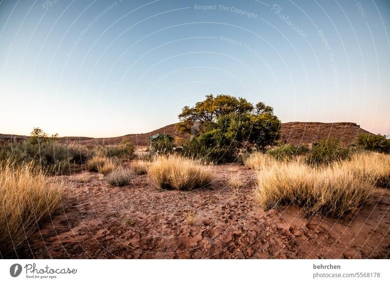 wildes namibia träumen Dämmerung Afrika Einsamkeit magisch Landschaft Wüste Ferien & Urlaub & Reisen Himmel traumhaft romantisch Sträucher Sonnenuntergang Natur