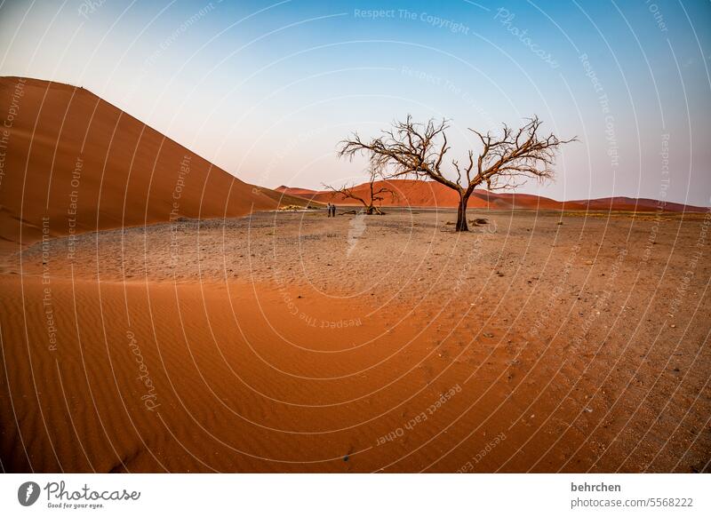 weil man stille fühlen kann sanddüne beeindruckend Sesriem Morgendämmerung Natur Sonnenaufgang romantisch Freiheit besonders Ferne Namibia magisch Düne kitschig