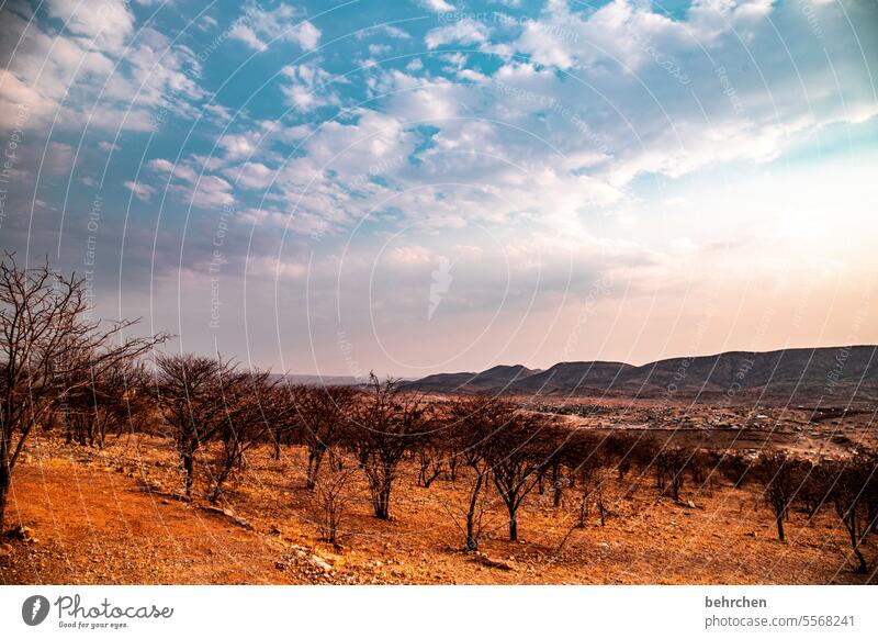 wildes namibia träumen Dämmerung Afrika Einsamkeit magisch Landschaft Wüste Ferien & Urlaub & Reisen Himmel traumhaft romantisch kaokoveld opuwo Sträucher