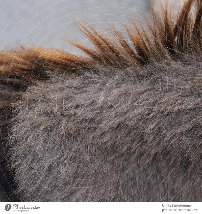 Dem Esel stellen sich die Nackenhaare auf Tier Tierliebe Sardinien Tierporträt Säugetier Nutztier Tierschutz zutraulich sanft Außenaufnahme Nahaufnahme Kontakt