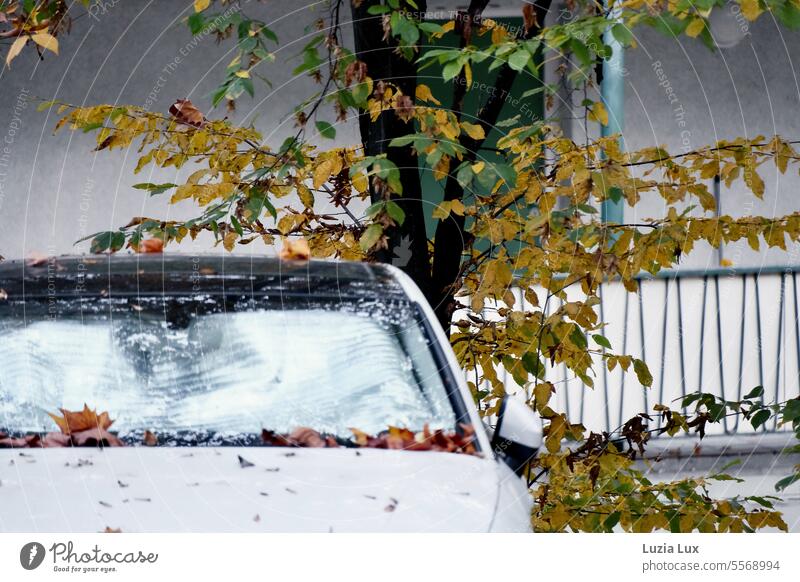 Herbst vor dem Balkon altmodisch geheimnisvoll Einsamkeit Herbststimmung herbstlich Verfall Häusliches Leben trist Fenster Baum Charme Fassade Tag Gebäude Stadt