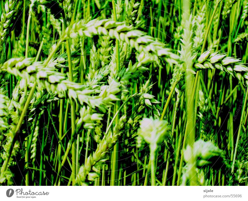 Giftweizen Weizen Halm grün Feld Aussaat Getreide Korn Samen