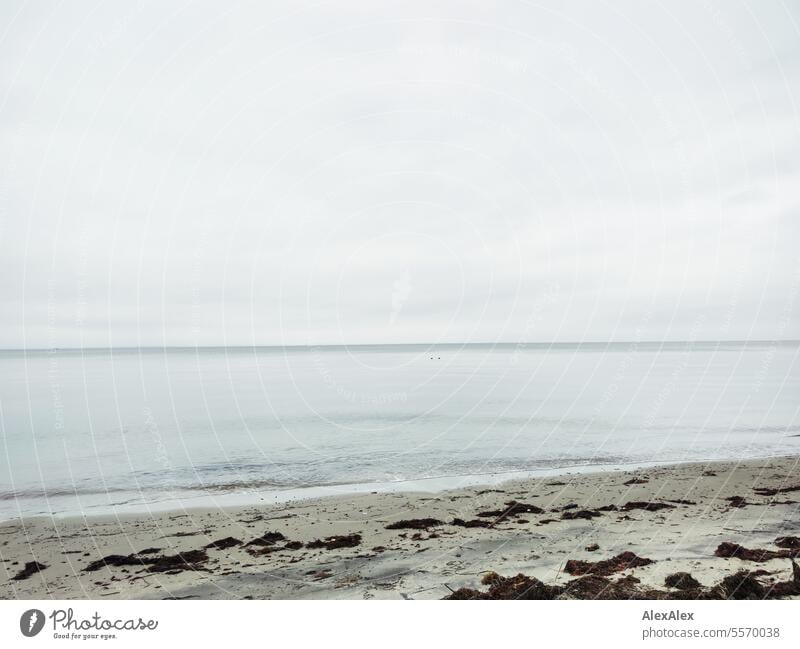 Ostseestrand mit ruhiger See nach einem Sturm im Herbst Meer Strand Landschaft Küste Wetter trüb Algen Seegras Wellen Sand bewölkt Wolken menschenleer Ruhe