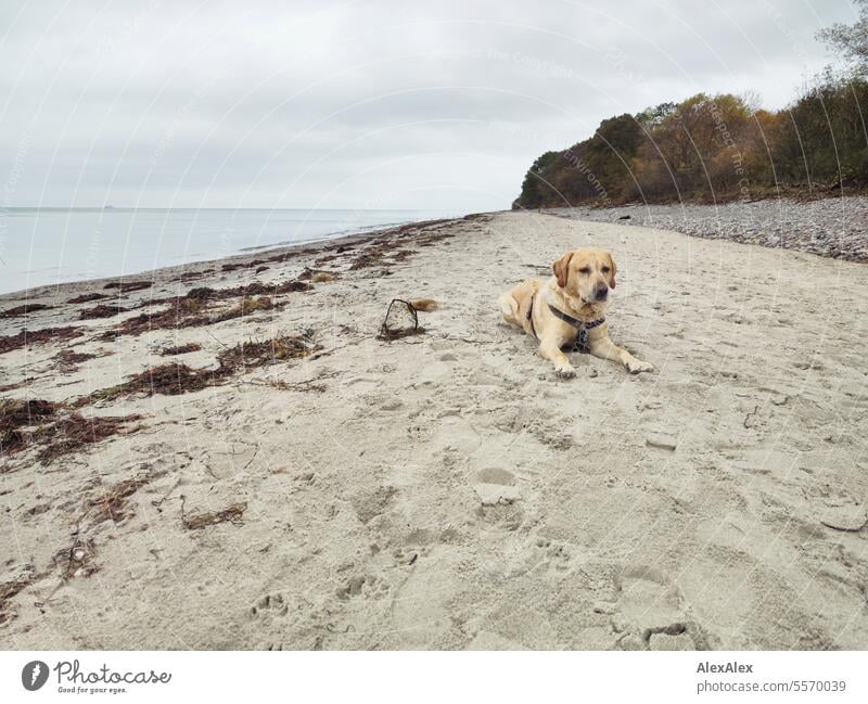 3000 | Mäuschen Mo - ein blonder Labrador und Der Beste Hund der Welt - liegt im Herbst nach einem Sturm an einem Ostseestrand und schaut in Richtung Düne