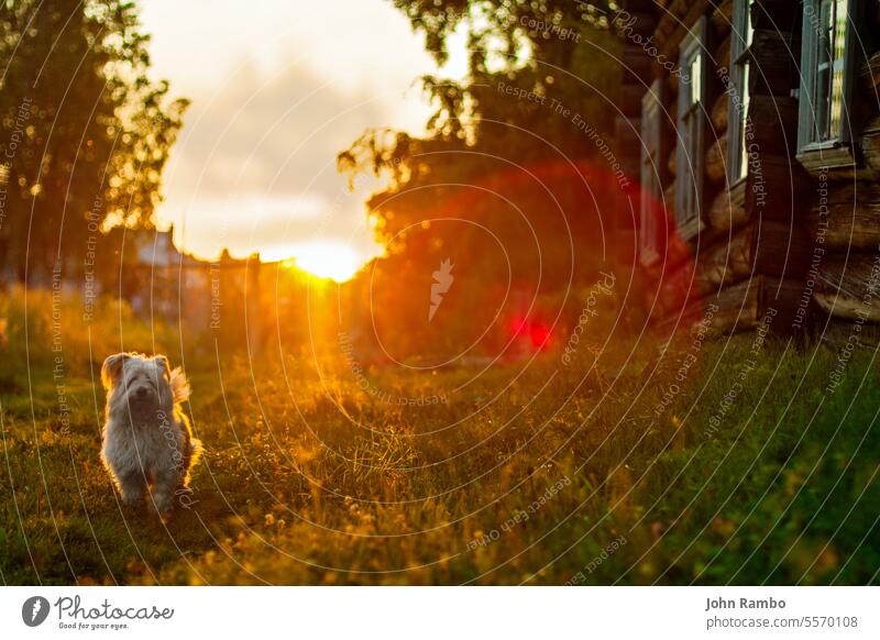 Schoßhündchen bei Sonnenuntergang im Dorf Hintergrund grün Natur Hund Sommer niedlich hell Tier Haustier rustikal Frühling schön Schönheit Welpe jung Glück