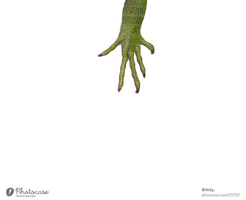 Die Kralle Grüner Leguan Leguane Krallen Nagel Finger grün Reptil