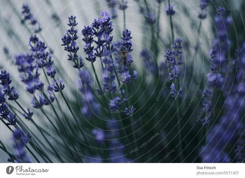 LAVENDEL Lavendel Lavendelbusch violett lila Garten Sommer Blume Natur Lavendelduft sommerlich