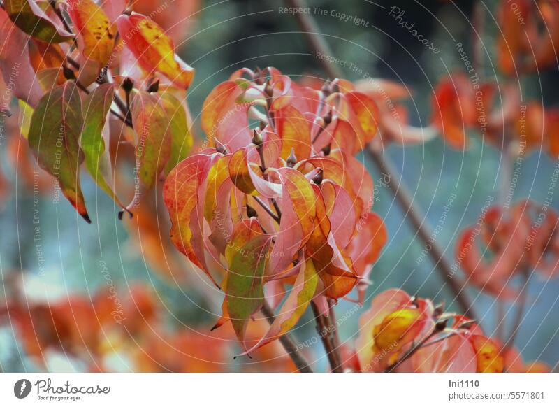 Hartriegel in Herbstfärbung Pflanze Strauch kleiner Baum Blumenhartriegel Cornus Blätter bunt Knospen Zweige