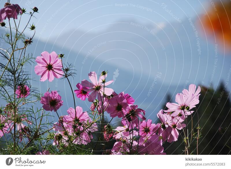 Cosmea mit Bergblick Schmuckkörbchen blüten berge Gegenlicht Blüte rosa pink ausblick sommerblume sommerblüte filigran blauer himmel