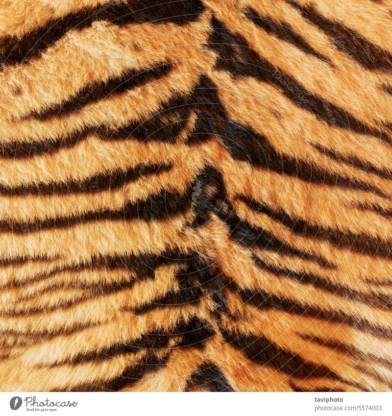 schwarze Streifen auf Tigerfell abstrakt Tier Asien asiatisch Hintergrund Biest schön Schönheit beige Bengalen braun Fleischfresser Katze Nahaufnahme Farbe