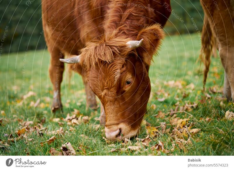Braune Kuh grasend auf einem Feld mit grünem Gras Natur Trikot Weidenutzung braun melken Tier Herde Zucht Landschaft Bauernhof Umwelt Säugetier Wiese Grasland