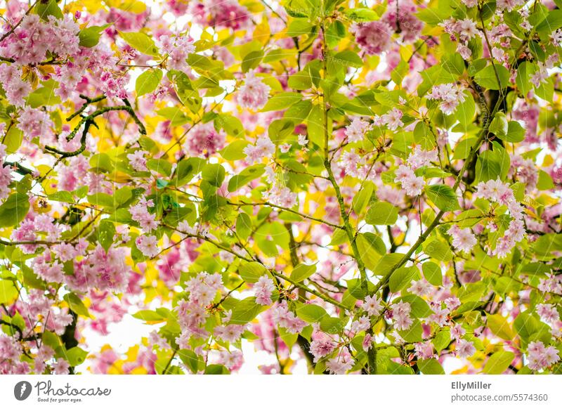 Zarte Kirschblüten im Frühling rosa Blüte Natur Kirschbaum Baum Frühlingsgefühle Duft Blühend Farbfoto Park Pflanze natürlich Idylle Kirsche Garten Nahaufnahme